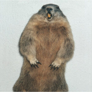 Wildscheibe Murmel 4c (4800)